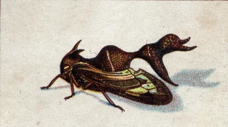 Entomologi: avbildning av en kvinnlig bitande heteronot, insektsserie, början av 1900-talet (chromo)
