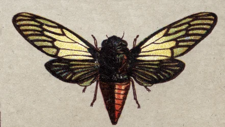 Entomologi: avbildning av en röd cikada, insektsserie, början av 1900-talet (chromo)