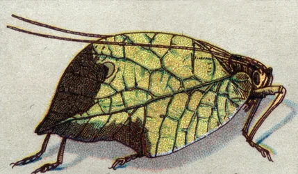Entomologi: framställning av ett vandrande blad, insektsserie, början av 1900-talet (chromo)