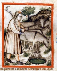 Esa betar åsnor - Pentateuchen. Miniatyrer från codex 212 (eller Padovano Codice eller Bible of Padua) 1390-1400 Rovigo, Accademia dei Concordi