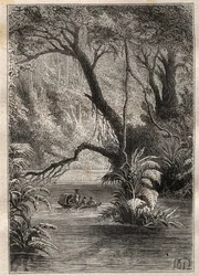 Expedition till Amerika (1799-1804) av Alexander von Humboldt (1769-1859) och Aime Bonpland (1773-1858): upptäcktsresandena går ner till Orenoque, omgivna av Amazonas gigantiska träd (Cano Pimichin, Venezuela) - illustration tagen från "The Great