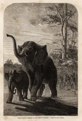 Kvinnlig elefant skyddar sina ungar från spjutsjägare från Zambese. Gravyr för att illustrera Dr. Livingstones första resor till södra Afrika från 1840 till 1856, i "Le tour du monde, nouveau journal des voyages"" publicerad under ledning av Edouar
