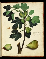 Fikon- och fikongren Botanisk tavla hämtad från en naturhistorisk vandring på frukt och grönsaker. Ulisse Aldrovandi fonds, Bibl. Universitaire, red. 1603.