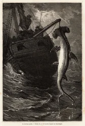 Fiskar en hammarsvall, 7 meter lång, i vattnet nära Anastasia Island. Gravyr för att illustrera berättelsen fyra månader i Florida, av Achille Pousselgue 1851-1852, publicerad i "" Le tour du monde"" 1870-1871, redigerad av Edouard Charton, Hachette redige