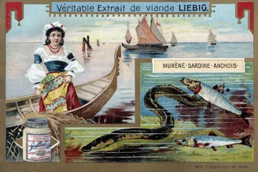 Fiskebåtar och fisk (muräna, sardin, ansjovis) - chromo. Liébig, v.1900
