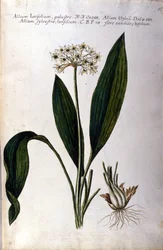 Vitlök. 1800-tals herbarium.