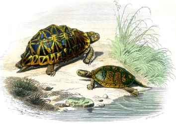 Geometrisk sköldpadda (Testudo geometrica) och gul sköldpadda