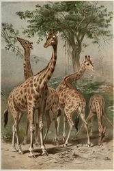 Giraffe - Giraffen (Giraffa camelopardalis) - gravyr från "" Brehms djurliv"" av Alfred Edmund Brehm (1829-1884)
