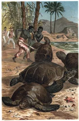 Grön sköldpadda eller atlantsköldpadda - Den gröna havssköldpaddan (Chelonia mydas) - gravyr från "" Brehms djurliv"" av Alfred Edmund Brehm (1829-1884)