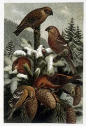 Domherre av tallskogar och kryssningar (Bouvreuils) - i "La vie des animaux" "av A. E. Brehm, Turin