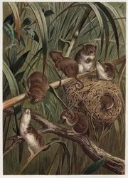 Skördråtta (eller dvärgmus) - Eurasisk skördemus (Micromys minutus) - gravyr från "" Brehms djurliv"" av Alfred Edmund Brehm (1829-1884)