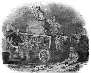 Skördare i Pola (Pula) (Istrien) i Kroatien på 1800-talet.