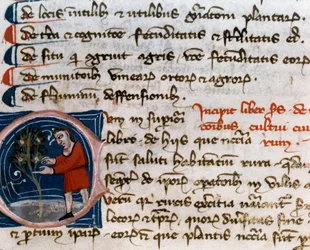 Trädgårdsodling: skörd av frukt. Detalj. Manuskriptsida (MS.s.vi) "" Agrarian Treat "" av Pietro de Crescenzi (Crescent Stone eller Crescens Stone) (1233-1320) 1300-talets Cesena, Biblioteca Malatestiana