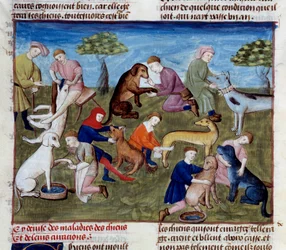 Hur man botar jakthundar för sjukdomar och skador Miniatyr tagen från "" Jaktboken""" av Gaston III Phoebus, greve av Foix, Lord of Bearn (1331-1391)