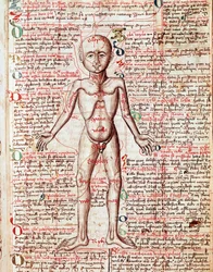 Människokroppen. Gravyr ur "Tractatus de pestilentia", 1400-talet - Prag, Nationalbiblioteket