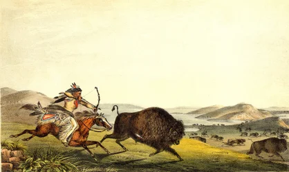 Jagar bison i Nordamerika. sd. 1800-talet.