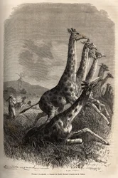 Jakt på giraffen: berättaren skjuter på sitt byte och hans guider avlivar en redan sårad giraff. Gravyr som illustrerar Sir Samuel W. Bakers utforskning av Nilens abessinska bifloder 1861-62, publicerad i "Le Tour du monde" 187