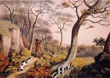 Jakt på fasaner i England. 1800-talsgravyr. Gien, jaktmuseum