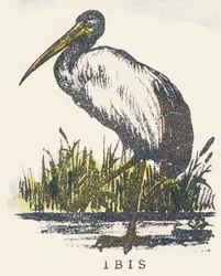 Jag: ibis