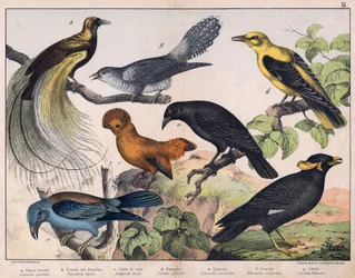 Illustration till "Natural History of birds"", red. Hoepli, Milano