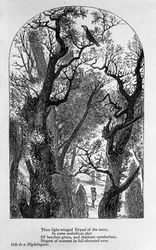 Illustration till "" Ode till en näktergal"" av poeten John Keats (1795-1821) 1800-talet