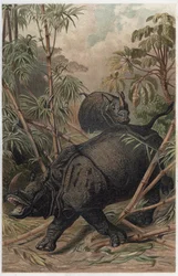Indisk noshörning - Den indiska noshörningen (Rhinoceros unicornis) - gravyr från "" Brehms djurliv"" av Alfred Edmund Brehm (1829-1884)