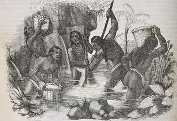 Indianer från ön Hispaniola panorerar efter guld