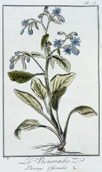 Gurkört (Borago Officinalis) - i "Övningar i botanik för bruk av handlare", skriven av J.C. Philibert, Imprimerie de Crapelet, Paris
