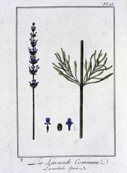 Vanlig lavendel (Lavandula Spica) - i "Övningar i botanik för handlare", skriven av J.C. Philibert, Imprimerie de Crapelet, Paris