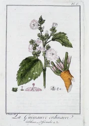 Den vanliga marshmallow (Althaea Officinalis) - i "Övningar i botanik för bruk av handlare", redigerad av J.C. Philibert, Imprimerie de Crapelet, Paris