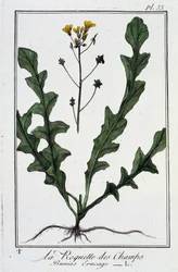 La Roquette des Champs (Bunias Erucago) - i "Övningar i botanik för bruk av handlare", skriven av J.C. Philibert, Imprimerie de Crapelet, Paris