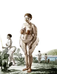 La Venus Hottentote, kvinna av rasen Bochiman (The Hottentot Venus,) gravyr från 1815.