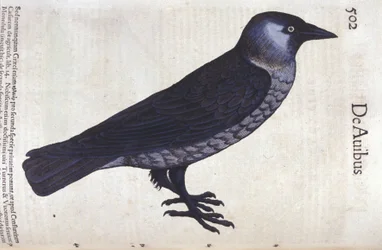 La choucas i Historia Animalium av Conrad Gesner (1516 - 1565), Tiguri