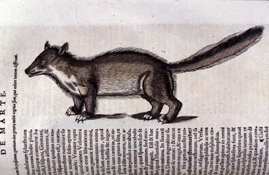 La martre (eller marte) i Historia Animalium de Conrad Gesner (1516 - 1565), Tiguri