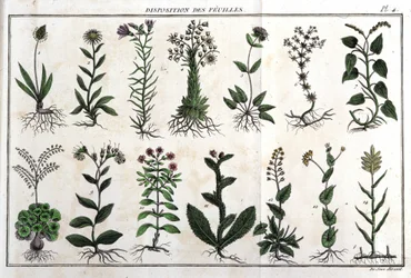 Layout av bladen: i "" Flora Françoise, eller en kort beskrivning av alla växter som växer naturligt i Frankrike, ordnade enligt en ny analysmetod som citerar deras mindre tvetydiga dygder inom medicin, och deras användbarhet i