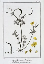 Horned Cumin (Hypecoum procumbens) - i "Övningar i botanik för bruk av handlare", redigerad av J.C. Philibert, Imprimerie de Crapelet, Paris