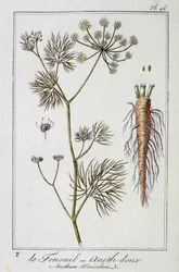 Fänkålen eller söt dill (Anethum Foeniculum) - i "Övningar i botanik för bruk av handlare", redigerad av J.C. Philibert, Imprimerie de Crapelet, Paris