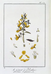 Le Genet a Broom (Spartium Scoparium) - i "Exercises in botany for the use of traders", redigerad av J.C. Philibert, Imprimerie de Crapelet, Paris