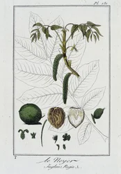 Le Noyer (Juglans Regia) - i "Exercises in botany for use of traders", skriven av J.C. Philibert, imp. Crapelet, Paris