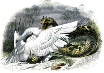 Le ceraste (Vipera cerastes) - Tallrik från Natural History av Bernard Germain de Lacepede (1856-1925), upplaga P.Furme, Paris