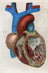 Le coeur.in "" Den nya naturliga medicinen"" av F.E. Bilz. 1898.