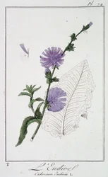 Endive (Cichorium Endivia) - i "Exercises in botany for the use of traders", skriven av J.C. Philibert, Imprimerie de Crapelet, Paris