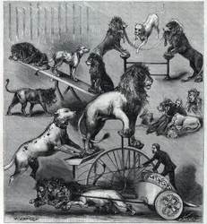 Les lions klänningar du Nouveau Cirque à Paris: olika tricks av ett akrobatiskt nummer med lejon, tamare och hundar. Gravyr i "" La Nature"" 1890. Privat samling.