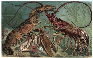 Hummer och hummer - Homarus och europeisk havskräfta - gravyr från "" Brehms djurliv"" av Alfred Edmund Brehm (1829-1884)