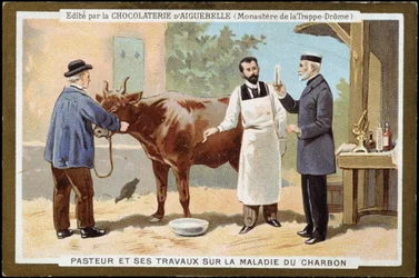 Louis Pasteur och hans arbete med mjältbrand - reklambetikett för Chocolats d