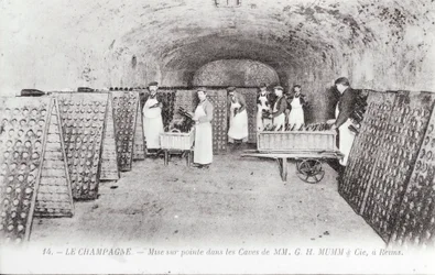 Tillverkning av champagne: flaskor i framkant i en Mumm-källare i Reims, tidigt 1900-tal (foto)