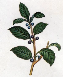 Läkemedel och mat botaniska växter: havtorn. Gravyr i "" La medication naturelle"", av Friedrich Eduard Bilz (1842-1922)