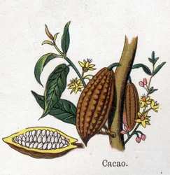 Läkemedel och mat botaniska växter: kakao. Gravyr i "" La medication naturelle"", av Friedrich Eduard Bilz (1842-1922)