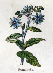 Läkemedel och mat botaniska växter: tranbär. Gravyr i "" La medication naturelle"", av Friedrich Eduard Bilz (1842-1922)