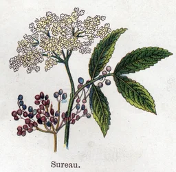 Läkemedel och mat botaniska växter: fläder. Gravyr i "" La medication naturelle"", av Friedrich Eduard Bilz (1842-1922)